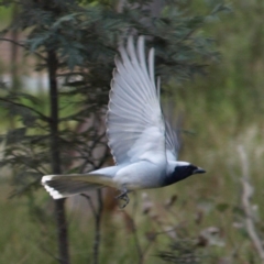 Coracina novaehollandiae (Black-faced Cuckooshrike) at Cook, ACT - 18 Sep 2022 by MatthewFrawley