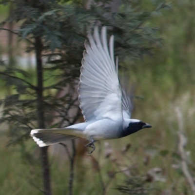 Coracina novaehollandiae (Black-faced Cuckooshrike) at Aranda Bushland - 18 Sep 2022 by MatthewFrawley