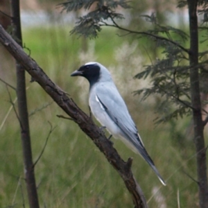 Coracina novaehollandiae at Cook, ACT - 18 Sep 2022 02:38 PM