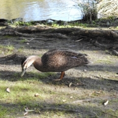 Anas superciliosa (Pacific Black Duck) at Myall Lakes National Park - 20 Sep 2022 by GlossyGal