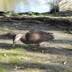 Anas superciliosa (Pacific Black Duck) at Mungo Brush, NSW by GlossyGal