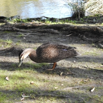 Anas superciliosa (Pacific Black Duck) at Mungo Brush, NSW - 20 Sep 2022 by GlossyGal