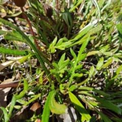 Gazania x splendens at Isaacs, ACT - 20 Sep 2022