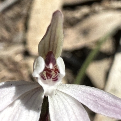 Caladenia fuscata (Dusky Fingers) at Acton, ACT - 20 Sep 2022 by Pirom