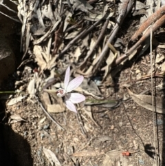 Caladenia fuscata at Acton, ACT - 20 Sep 2022