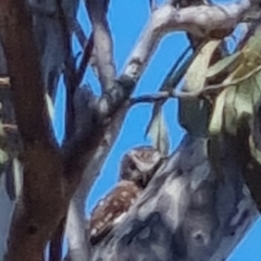 Ninox boobook (Southern Boobook) at Bungendore, NSW - 20 Sep 2022 by clarehoneydove