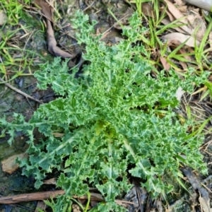 Carduus nutans at Bungendore, NSW - 17 Sep 2022