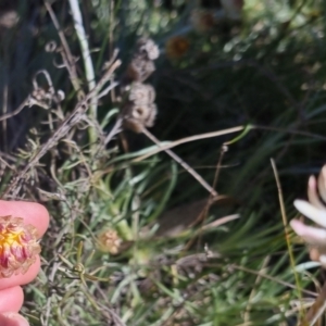 Leucochrysum albicans at Bungendore, NSW - 20 Sep 2022