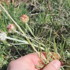 Leucochrysum albicans at Bungendore, NSW - 20 Sep 2022