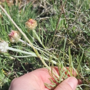 Leucochrysum albicans at Bungendore, NSW - 20 Sep 2022