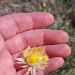 Leucochrysum albicans at Bungendore, NSW - 20 Sep 2022