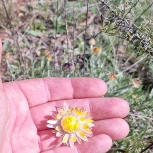 Leucochrysum albicans at Bungendore, NSW - 20 Sep 2022