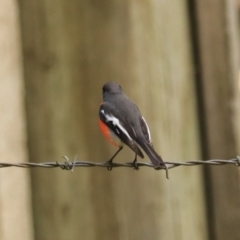 Petroica phoenicea (Flame Robin) at Maydena, TAS - 13 Sep 2022 by Rixon