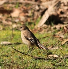 Petroica phoenicea at Maydena, TAS - 13 Sep 2022 12:46 PM