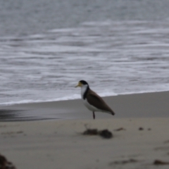 Vanellus miles (Masked Lapwing) at Adventure Bay, TAS - 18 Sep 2022 by Rixon