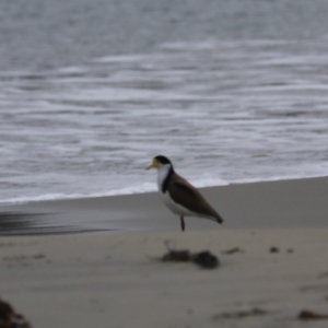 Vanellus miles at Adventure Bay, TAS - 18 Sep 2022