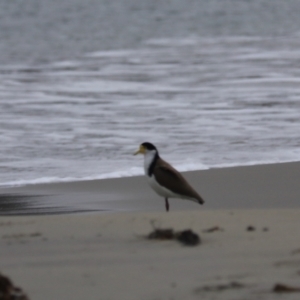 Vanellus miles at Adventure Bay, TAS - 18 Sep 2022 05:42 PM