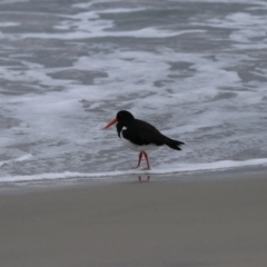 Haematopus longirostris (Australian Pied Oystercatcher) at Adventure Bay, TAS - 18 Sep 2022 by Rixon