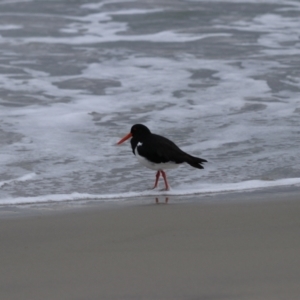 Haematopus longirostris at Adventure Bay, TAS - suppressed