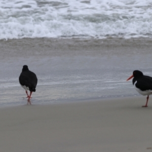 Haematopus longirostris at Adventure Bay, TAS - 18 Sep 2022