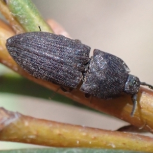 Agrypnus sp. (genus) at Murrumbateman, NSW - 20 Sep 2022 02:07 PM