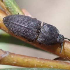 Agrypnus sp. (genus) (Rough click beetle) at Murrumbateman, NSW - 20 Sep 2022 by SimoneC
