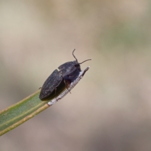 Agrypnus sp. (genus) at Murrumbateman, NSW - 20 Sep 2022 02:07 PM