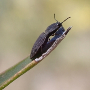 Agrypnus sp. (genus) at Murrumbateman, NSW - 20 Sep 2022 02:07 PM