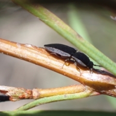 Agrypnus sp. (genus) at Murrumbateman, NSW - 20 Sep 2022