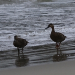 Anas superciliosa (Pacific Black Duck) at Adventure Bay, TAS - 18 Sep 2022 by Rixon