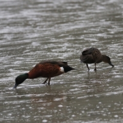 Anas castanea (Chestnut Teal) at Adventure Bay, TAS - 18 Sep 2022 by Rixon