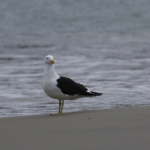 Larus dominicanus at Adventure Bay, TAS - 18 Sep 2022