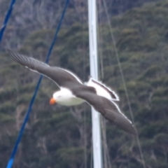 Larus pacificus (Pacific Gull) at Adventure Bay, TAS - 18 Sep 2022 by Rixon