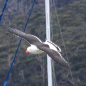 Larus pacificus (Pacific Gull) at Adventure Bay, TAS by Rixon