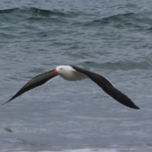 Larus pacificus at Adventure Bay, TAS - 18 Sep 2022