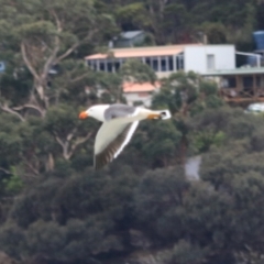 Larus pacificus at Adventure Bay, TAS - 18 Sep 2022 05:45 PM