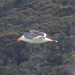 Larus pacificus at Adventure Bay, TAS - 18 Sep 2022 05:45 PM