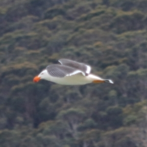 Larus pacificus at Adventure Bay, TAS - 18 Sep 2022 05:45 PM