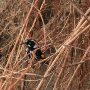 Phylidonyris novaehollandiae at Adventure Bay, TAS - 18 Sep 2022