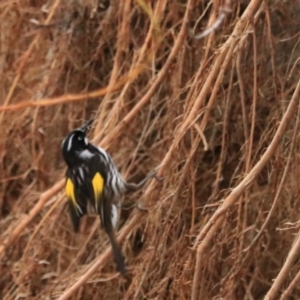 Phylidonyris novaehollandiae at Adventure Bay, TAS - 18 Sep 2022