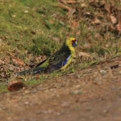 Platycercus caledonicus (Green Rosella) at Adventure Bay, TAS - 19 Sep 2022 by Rixon