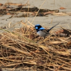 Malurus cyaneus (Superb Fairywren) at Adventure Bay, TAS - 19 Sep 2022 by Rixon