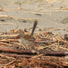 Malurus cyaneus at Adventure Bay, TAS - 19 Sep 2022 10:43 AM