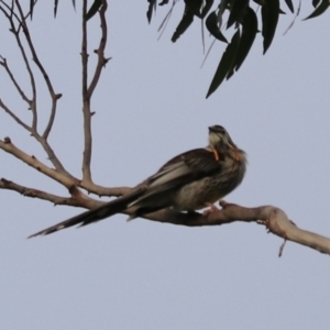 Anthochaera paradoxa at Adventure Bay, TAS - 19 Sep 2022