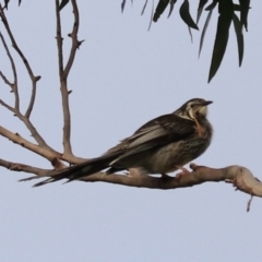 Anthochaera paradoxa at Adventure Bay, TAS - 19 Sep 2022