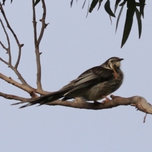 Anthochaera paradoxa at Adventure Bay, TAS - 19 Sep 2022