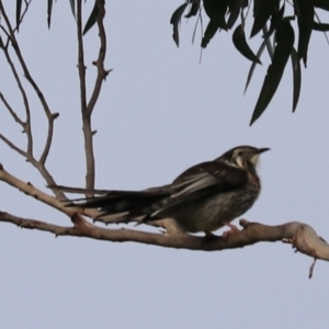 Anthochaera paradoxa at Adventure Bay, TAS - 19 Sep 2022