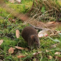 Antechinus mimetes mimetes (Dusky Antechinus) at Adventure Bay, TAS - 19 Sep 2022 by Rixon