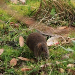 Antechinus mimetes mimetes at Adventure Bay, TAS - 19 Sep 2022 10:59 AM