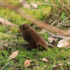 Antechinus mimetes mimetes at Adventure Bay, TAS - 19 Sep 2022 10:59 AM